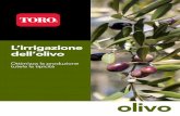 L’irrigazione dell’olivo - Gaiotto Impianti
