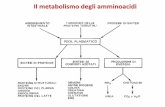 Il metabolismo degli amminoacidi