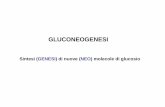 17. Gluconeogenesi.ppt [modalità compatibilità]