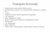 Triangolo femorale - Unife