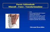 Parete Addominale Muscoli Fasce - Vascolarizzazione