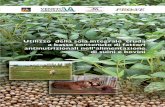 30gen09-COPERTINA-VenetoAgricoltura SOIA.qxp:Layout 1
