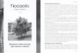 Caratteristiche botaniche Nocciolo - Remedia Erbe