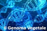 Il Genoma Vegetale - DST Unisannio