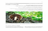 WITHOUT GREEN Viaggio tra funghi e licheni Funghi a sentinella