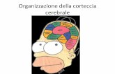 Organizzazione della corteccia cerebrale