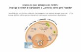 Analisi dei geni bersaglio dei miRNA: impiego di vettori d ...