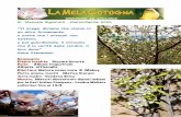 Piante insolite: Diosma hirsuta Perle: Allium triquetrum ...