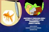 Anatomia e fisiologia degli animali utilizzati a fini ...