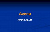 Avena -   - Get a Free Blog Here