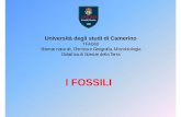 I FOSSILI - Unicam