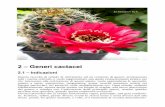 Echinopsis hyb. - Piante Grasse: tutti i segreti su Cactus