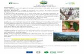 Progetto Olivicoltura 2030 Bollettino olivo 19-02-2021