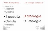 Organo •Tessuto Istologia •Cellula Citologia