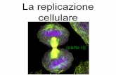 La replicazione cellulare