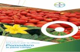 Edizione 2020 Soluzioni per la difesa Pomodoro