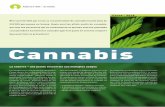 Focus - Cannabis - Addiction Suisse