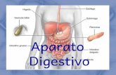 Aparato Digestivo - WordPress.com