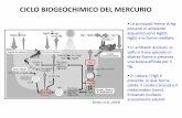 CICLO BIOGEOCHIMICO DEL MERCURIO