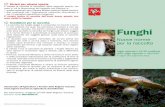 J Condizioni per la raccolta Funghi