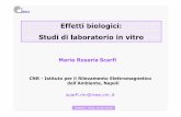 Effetti biologici: Studi di laboratorio in vitro
