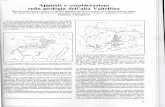 Appunti e considerazioni sulla geologia dell'alta Valtellina