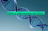 DNA e replicazione del DNA - Unife
