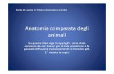 Anatomia comparata degli animali - .Anatomia comparata degli animali Su queste slide vige il copyrigth: