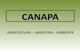 CANAPA - .Anni 1950 â€“ 1960: perch© si ¨ abbandonata la coltivazione della canapa o Concorrenza