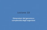 Lezione 10 - Lezione 10 Dimensioni del genoma e complessitأ  degli organismi â€¢Lynch: The origins of