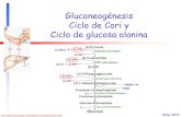 03-Gluconeogenesis Cori-Ala- Alum Nos 2012 (1)