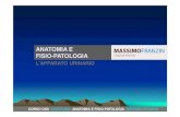 ANATOMIA E FISIO-PATOLOGIA - Massimo Franzin caratteristiche dei reni corso oss disciplina: anatomia