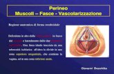 Perineo Muscoli Fasce - .Muscoli â€“ Fasce - Vascolarizzazione Regione anatomica di forma romboidale