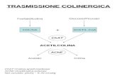 TRASMISSIONE COLINERGICA Fosfatidilcolina Glucosio/Piruvato COLINAACETIL-CoA ACETILCOLINA + ChAT AChE AcetatoColina ChAT=Colina-acetil trasferasi AChE=Acetilcolina