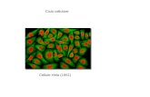 Ciclo cellulare Cellule Hela (1951). Duplicazione nei procarioti
