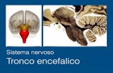 Sistema nervoso Tronco encefalico - unige.it Mesencefalo Immagine tratta da: The Human Brain, J. Nolte, Mosby V Edizione 2002 The Human Brain in Photographs and Diagrams, J. Nolte