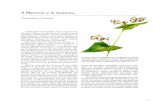 · PDF file 2019-04-13 · Un Ceroxylon, poi, che completa la lista del CITATI, non figura né sulle Enciclopedie orticole né su quella specie di «Summa» botanica che è I'lndex